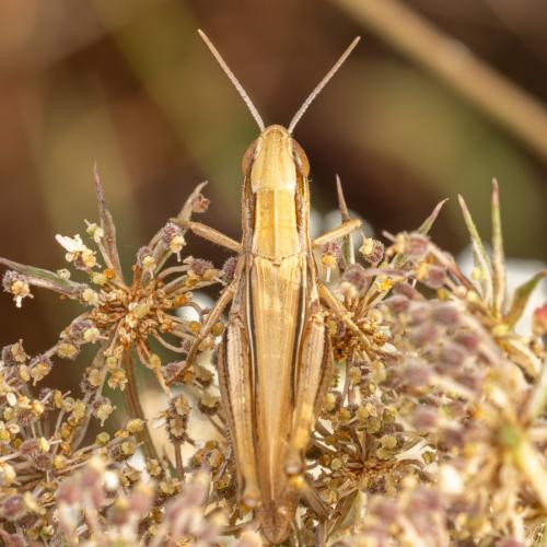 Euchorthippus elegantulus